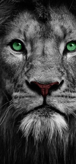 Wallpaper